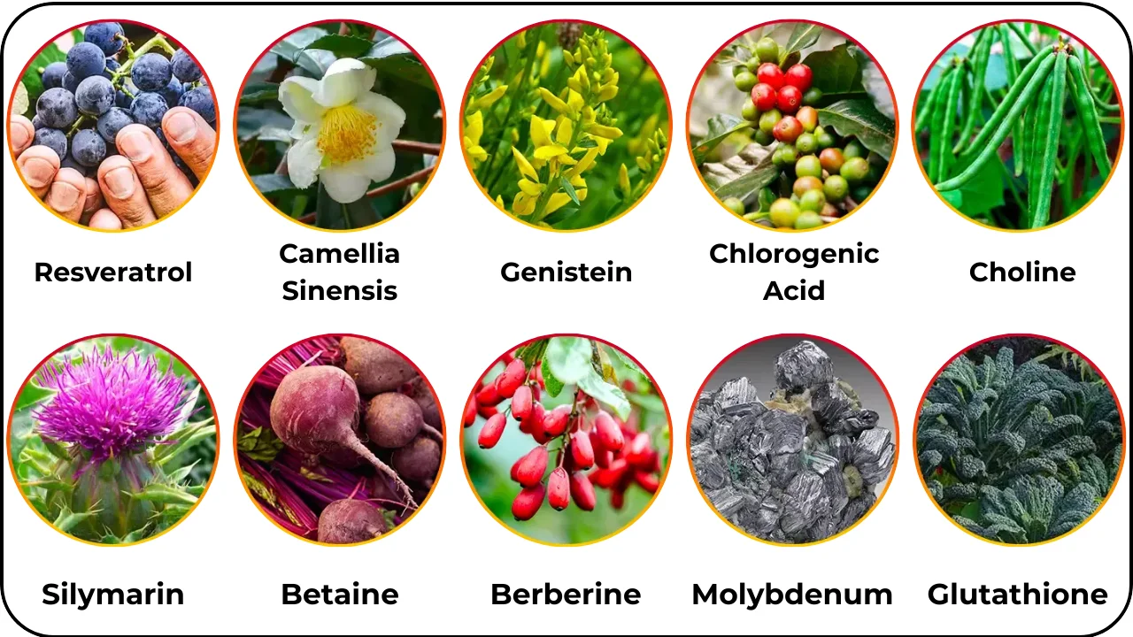 Hepatoburn - ingredients